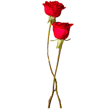 two roses clipart png images two red