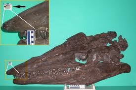 Fossil Friday The Tiniest Most Adorable Tylosaurus Skull