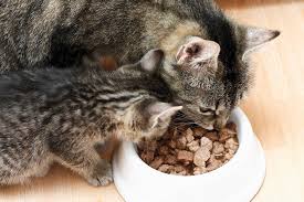 Cat Food Ingredients You Should Look For