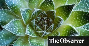 Aloe veras require at least 40 degrees fahrenheit during the nighttime, which means that frost can essentially damage the plant entirely if the plant is constantly subjected to frosty weather. Say Hello To Aloes That Will Thrive Outdoors Gardening Advice The Guardian
