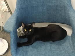 See 33,915 tripadvisor traveler reviews of 526 charlottesville restaurants and search by cuisine, price, location, and more. Naughty Cat Cafe Picture Of Naughty Cat Cafe Chattanooga Tripadvisor