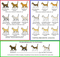 Cat Colors Siamese Cats Types Of Cats