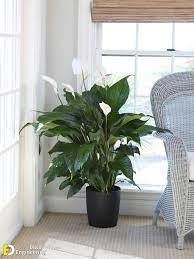 21 Indoor Plants For Low Light