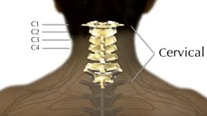 This thin piece of bone a connects a transverse process to a vertebral body. What Is A Cervical Spinal Cord Injury Shepherd Center