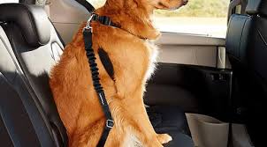 Best Dog Seat Belts Askmen