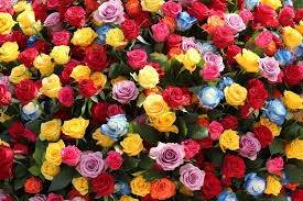 Inilah beragam galeri gambar bunga mawar merah yang cantik. 10 Contoh Gambar Bunga Mawar Yang Cantik Dan Artinya Mamikos Info