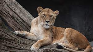 Wallpaper Lioness, rest, predator, look ...
