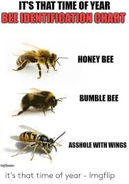 Its That Time Of Year Bee Identification Chart Honey Bee