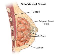 There are multiple functions of these chest muscles. Anatomy Of The Breasts