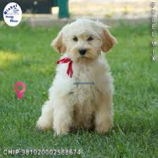 poodle mix puppies exclusively from