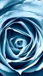 Find aesthetic flower wallpapers hd for desktop computer. Blue Rose Wallpaper For Iphone 7 Plus