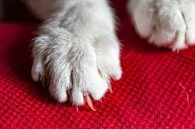 should you trim your cat s back claws