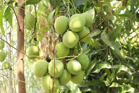 21 Profitable Fruit Crops In India Low