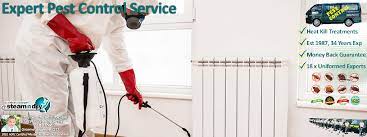 carpet cleaning auckland service pro