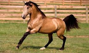 Check out our horse mustang mare selection for the very best in unique or custom, handmade pieces from our shops. Is Buckskin A Color Or A Breed Of Horse The Thinking Equestrian