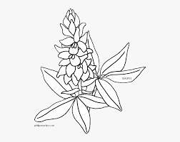 Download these amazing cliparts absolutely free and use these for creating your presentation, blog or website. Flower Clipart Coloring Page Png Freeuse Bluebonnet Drawing Texas State Flower Transparent Png Transparent Png Image Pngitem