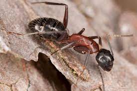 carpenter ant facts carpenter ant
