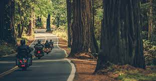 riding the northern california redwoods
