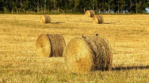 is alfalfa hay good for horses