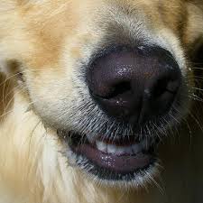 common dog nose skin diseases nasal