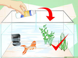 how to revive a goldfish 15 steps