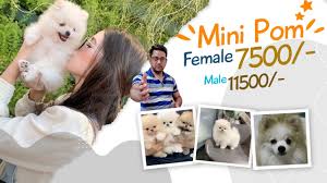 get toy culture mini pom puppy in