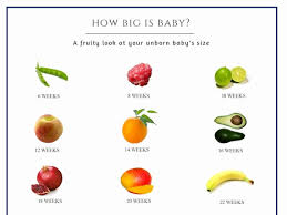 Paradigmatic Pregnancy Baby Size Chart Fruit Baby Size Chart