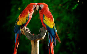 macaw wallpapers top free macaw