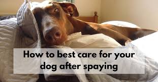 The veterinary surgeon must cut through the dog's abdominal wall muscles during the procedure, making her entire torso very sensitive and tender. How To Best Care For Your Dog After Spaying Canine Compilation