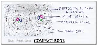 Large bone and osteon functions. Cbse Ncert Notes Class 9 Biology Tissues