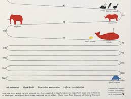 Average Animal Lifespan Chart The Poke