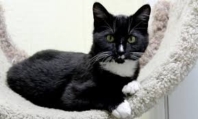Find your new best friend here. Zero Adoption Fees For Cats And Kittens At Austin Animal Center