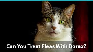 borax for fleas is it safe or toxic to