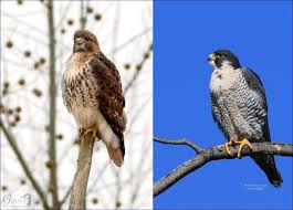 These two species belong to the genus accipiter, which contains about 50 other species. Falcon Or Hawk Outside My Window
