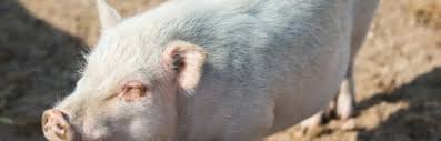 Чому у свині мало поросят?