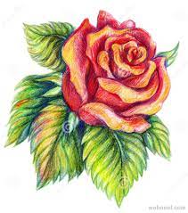 beautiful rose drawings and paintings