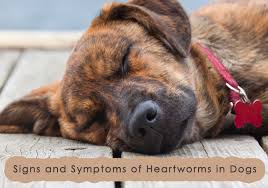 Image result for HEARTWORM IN DOGS