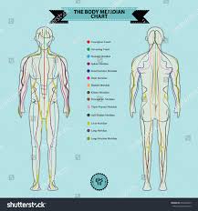 Reflexology Chart Body Anatomy Head Toe Stock Vector