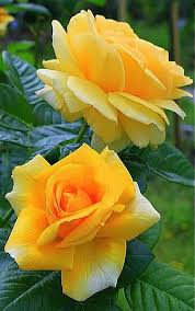 Beautiful , beautiful flowers, beautiful garden, beautiful photo gallery Pink Rose Beautiful Flowers Images Novocom Top
