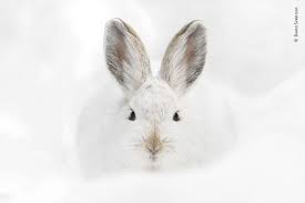Snowshoe Hare Stare Wall Print