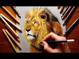 colored pencil drawing of a lion
