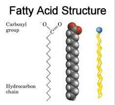 fatty acid structure exles types