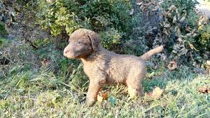 What are the nicknames for the chesapeake bay retriever? Chesapeake Bay Retriever Puppies At Wildbrook Kennels 4k Youtube