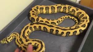 jungle jag carpet python update you