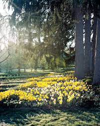 how to plant daffodil bulbs