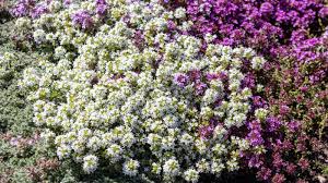 11 ground cover plants that can replace