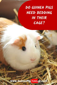 Pin On Guinea Pig Care