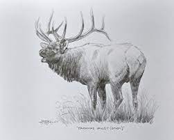 Bull elk and cow pencil | it's about to classy in here. John Potter Portfolio Of Works Drawings Sketches
