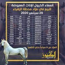 خيول عربية اسماء معلومات عن