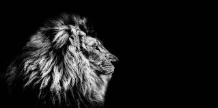 lion black background images